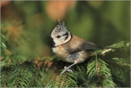 <p>SÝKORA PARUKÁŘKA (Lophophanes cristatus)</p>